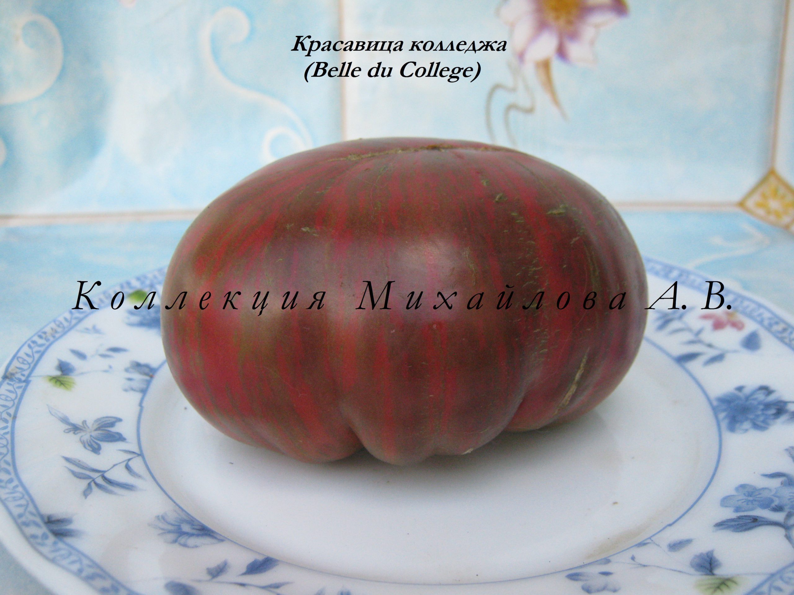 Томат красавица москвы характеристика и описание сорта фото