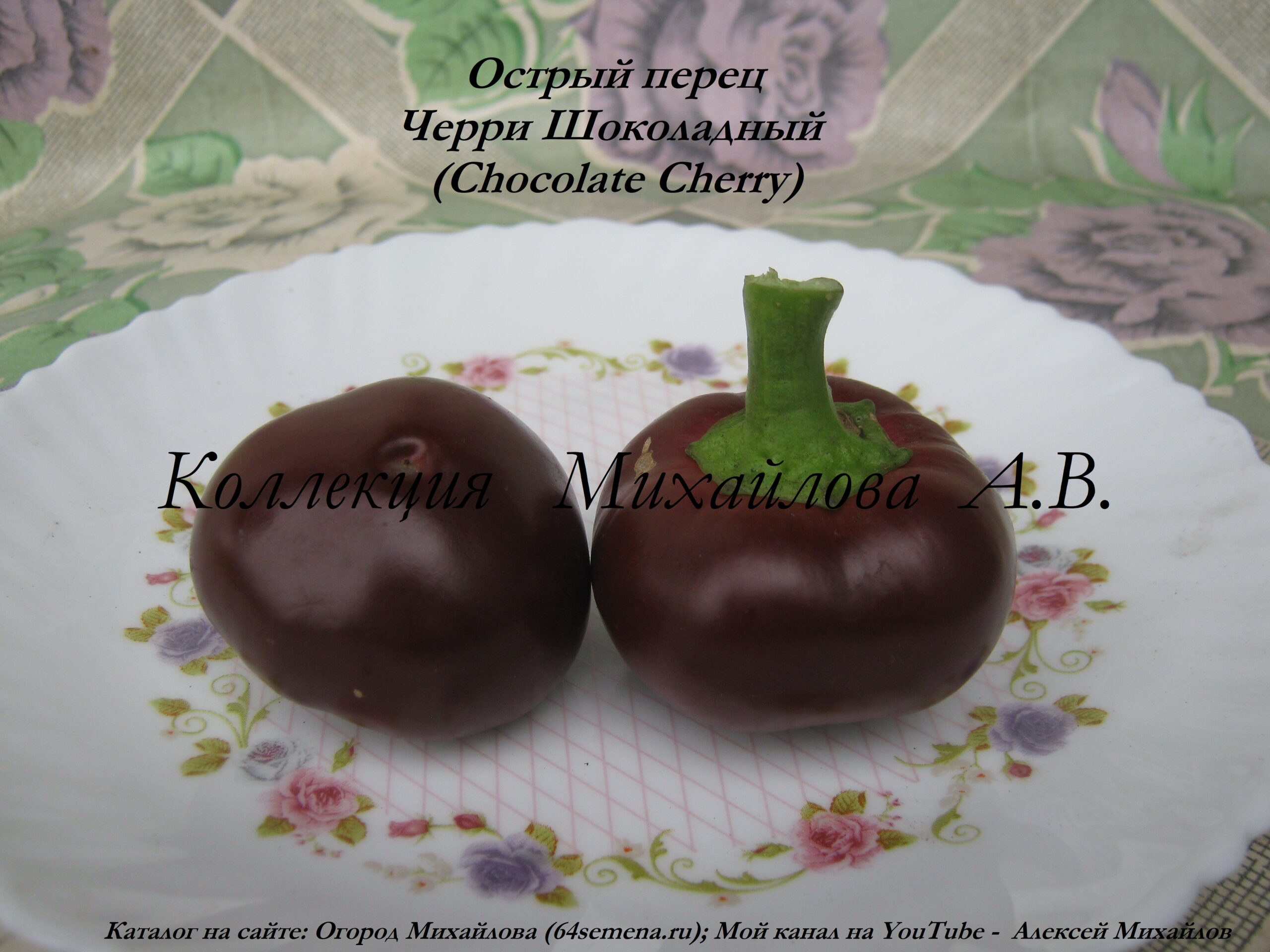 Острый перец Черри Шоколадный (Сhocolate Cherry).