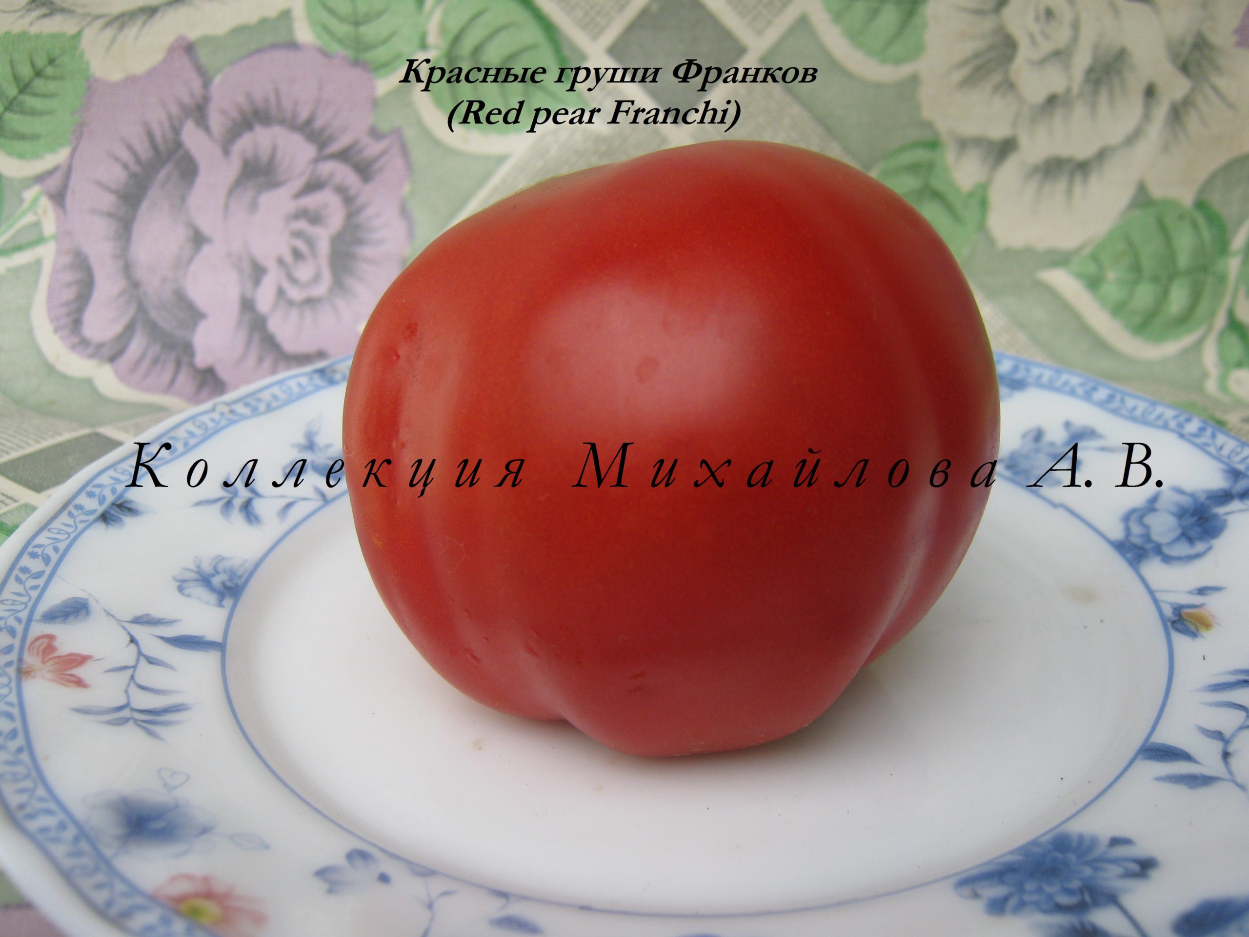Красная груша франки томат фото