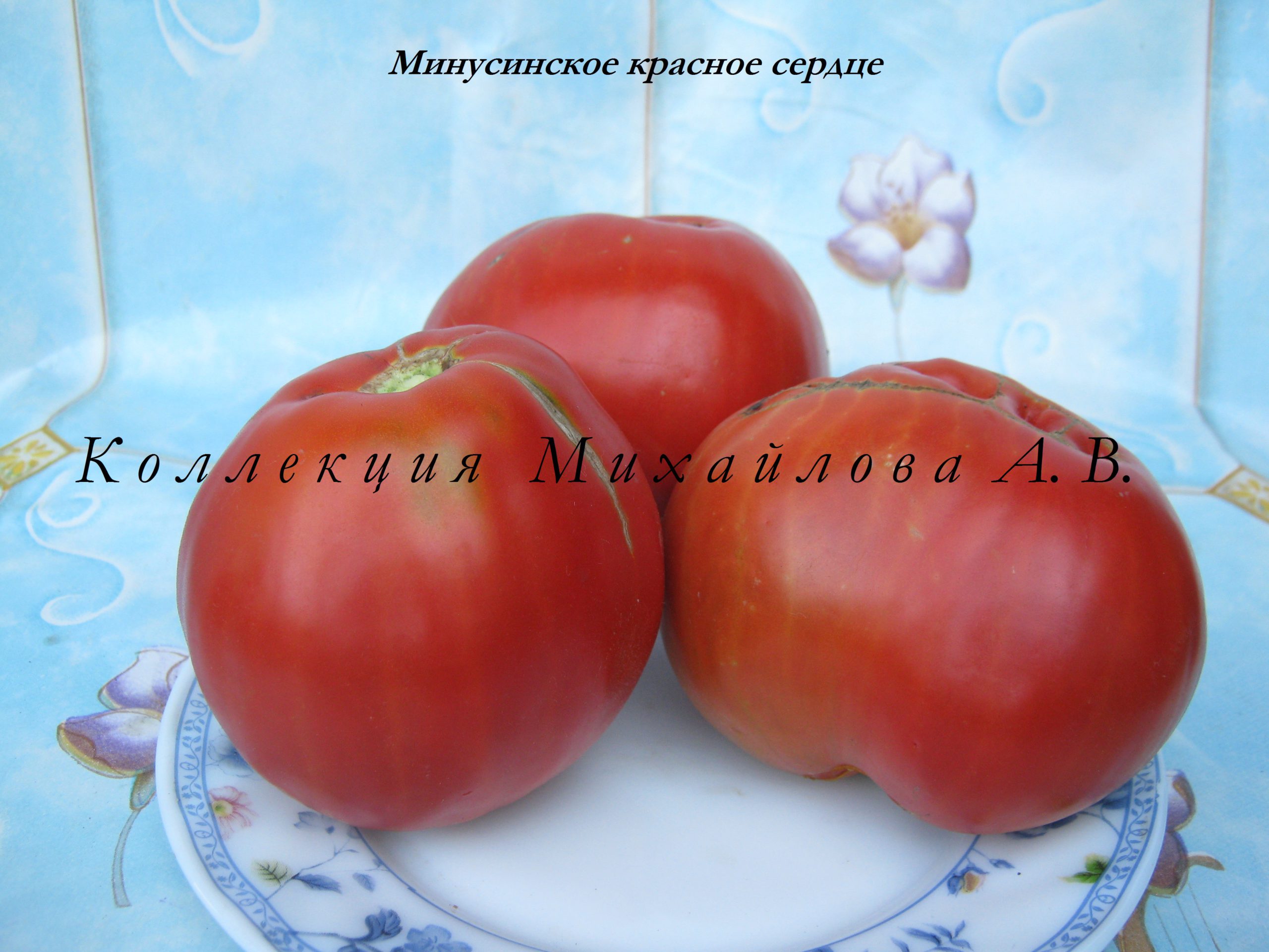 Минусинское красное сердце томат